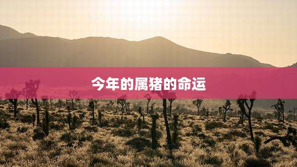 今年的属猪的命运
