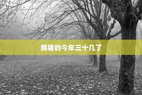 属猪的今年三十几了