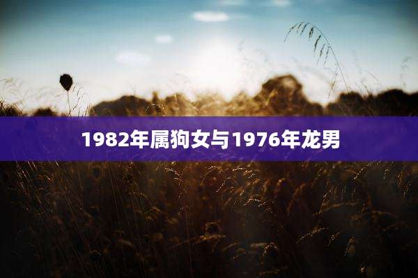 1982年属狗女与1976年龙男