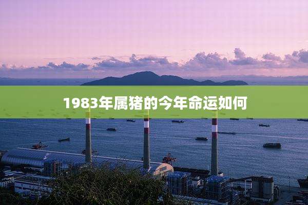 1983年属猪的今年命运如何