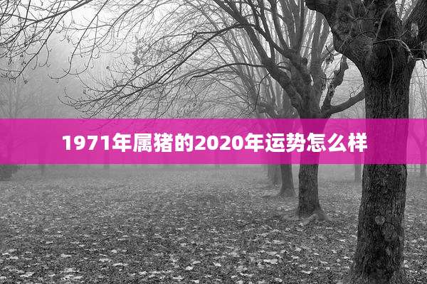 1971年属猪的2020年运势怎么样
