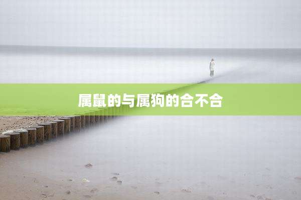 属鼠的与属狗的合不合