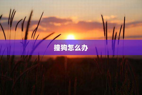 撞狗怎么办