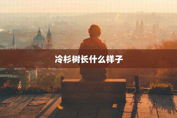 冷杉树长什么样子