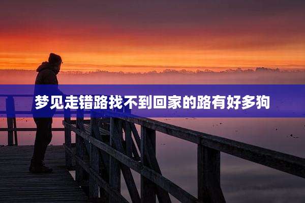 梦见走错路找不到回家的路有好多狗