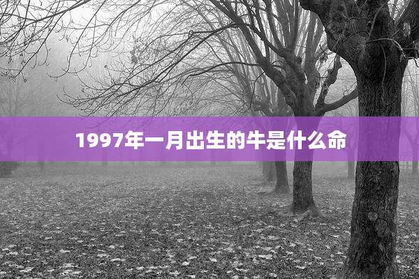 1997年一月出生的牛是什么命
