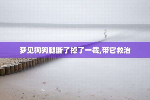梦见狗狗腿断了掉了一截,带它救治