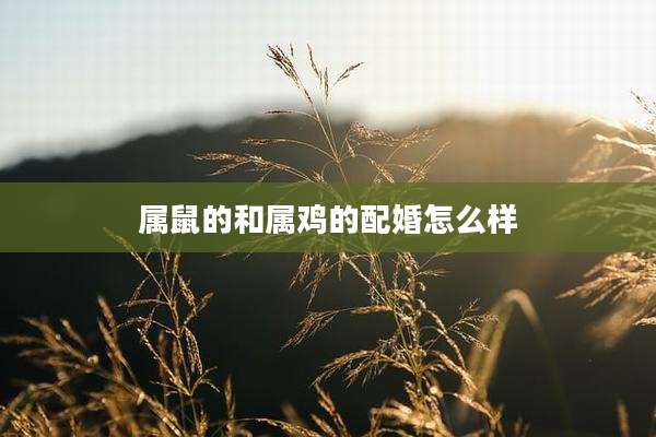 属鼠的和属鸡的配婚怎么样
