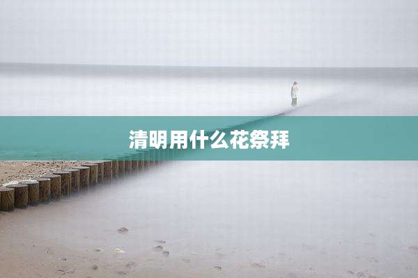 清明用什么花祭拜