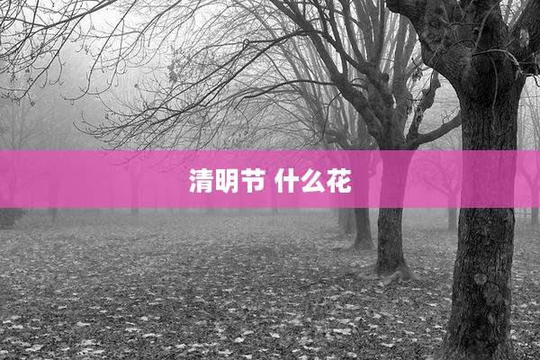 清明节 什么花