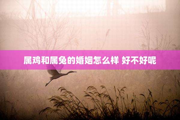 属鸡和属兔的婚姻怎么样 好不好呢
