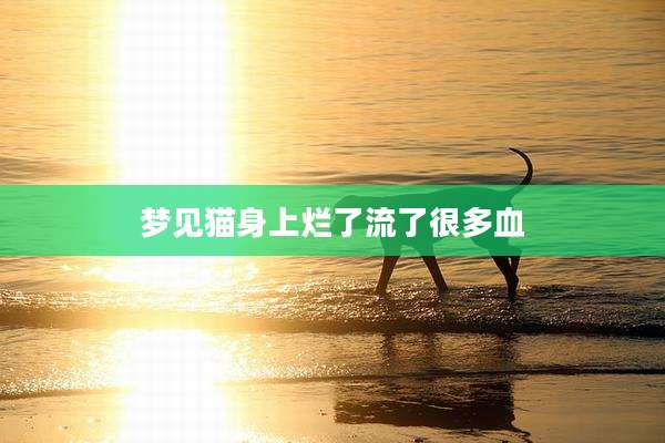 梦见猫身上烂了流了很多血