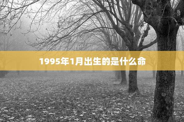 1995年1月出生的是什么命