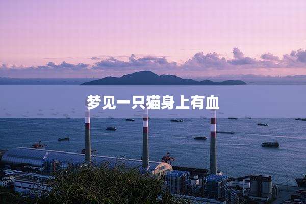 梦见一只猫身上有血
