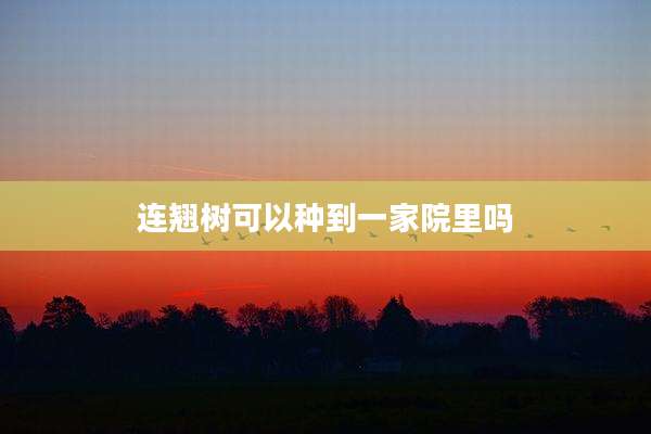 连翘树可以种到一家院里吗
