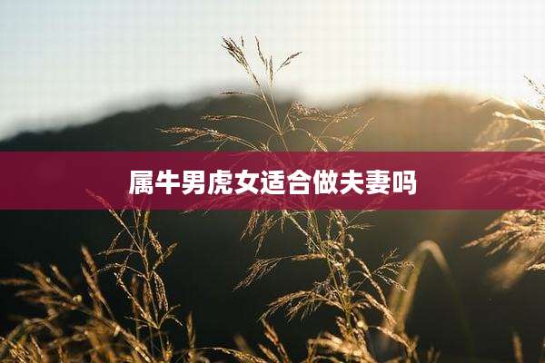 属牛男虎女适合做夫妻吗