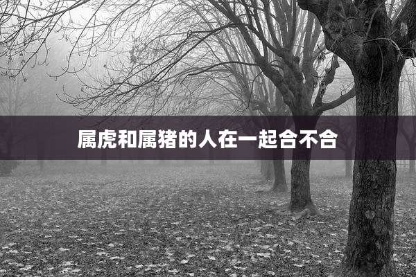 属虎和属猪的人在一起合不合