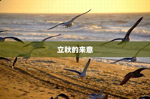 立秋的来意