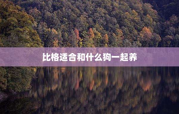 比格适合和什么狗一起养
