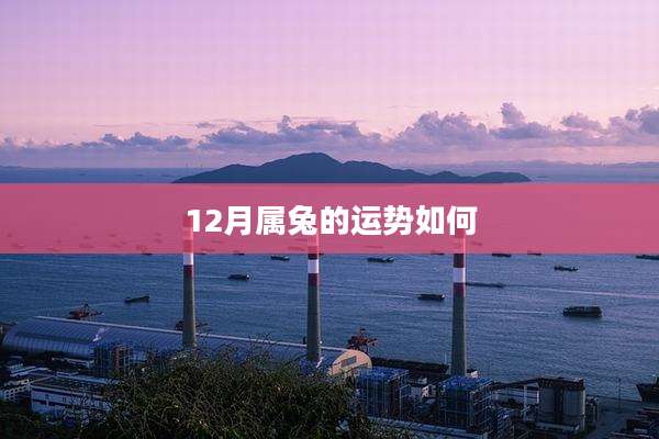 12月属兔的运势如何