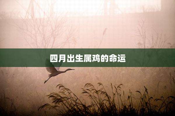 四月出生属鸡的命运