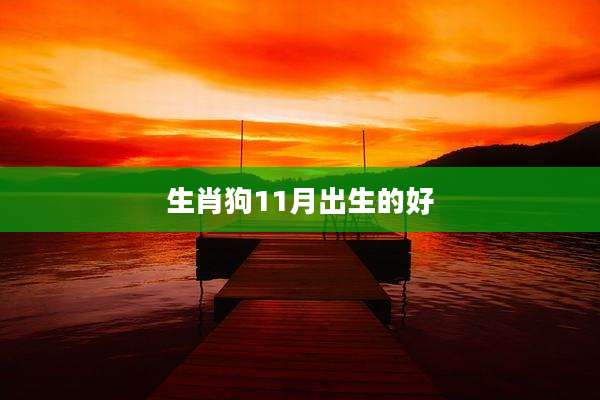 生肖狗11月出生的好