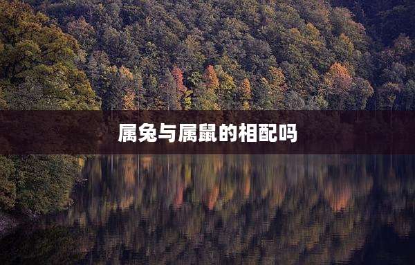 属兔与属鼠的相配吗