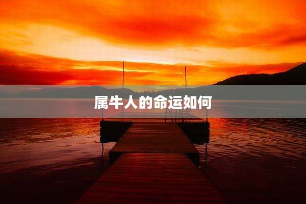 属牛人的命运如何