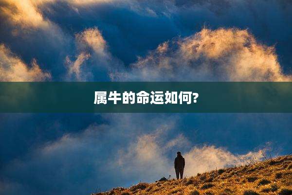 属牛的命运如何?