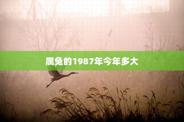 属兔的1987年今年多大