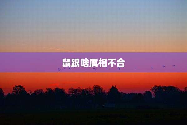 鼠跟啥属相不合