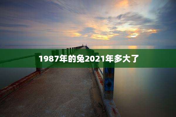 1987年的兔2021年多大了