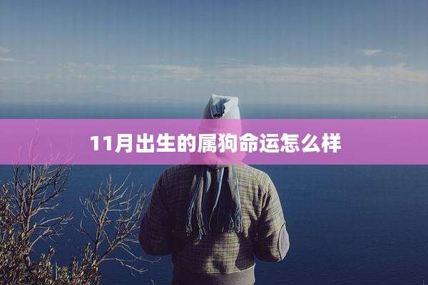 11月出生的属狗命运怎么样