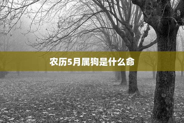 农历5月属狗是什么命