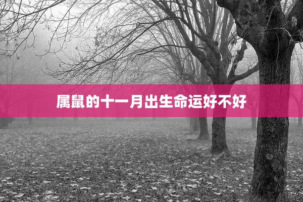 属鼠的十一月出生命运好不好