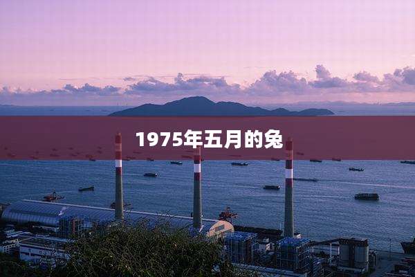 1975年五月的兔