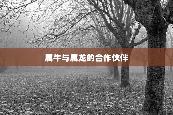 属牛与属龙的合作伙伴