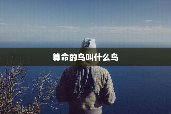 算命的鸟叫什么鸟