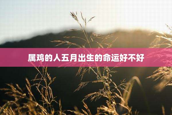属鸡的人五月出生的命运好不好