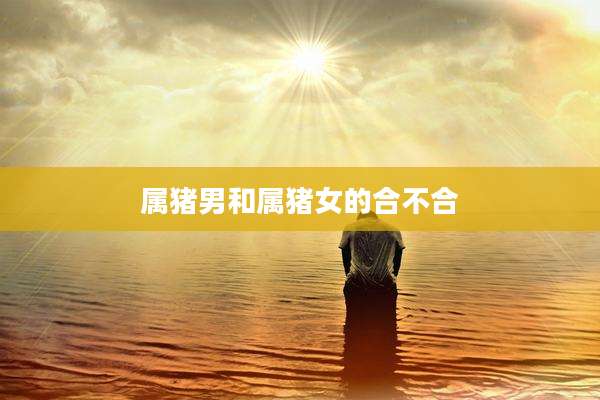 属猪男和属猪女的合不合