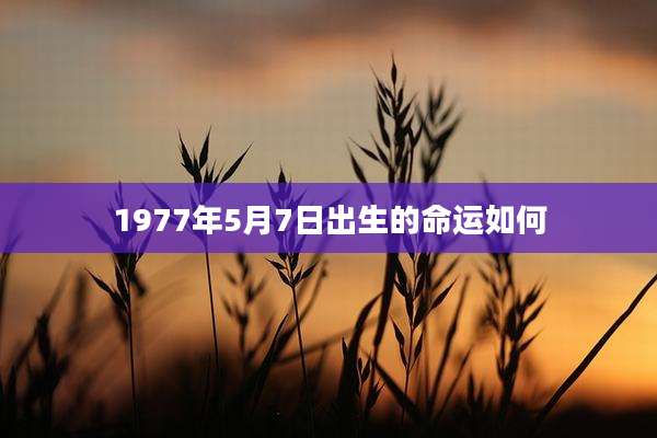 1977年5月7日出生的命运如何