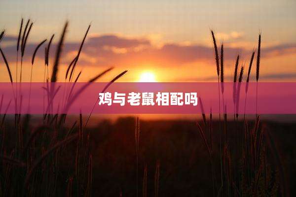 鸡与老鼠相配吗