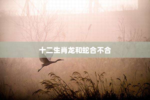 十二生肖龙和蛇合不合