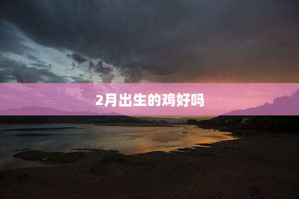 2月出生的鸡好吗