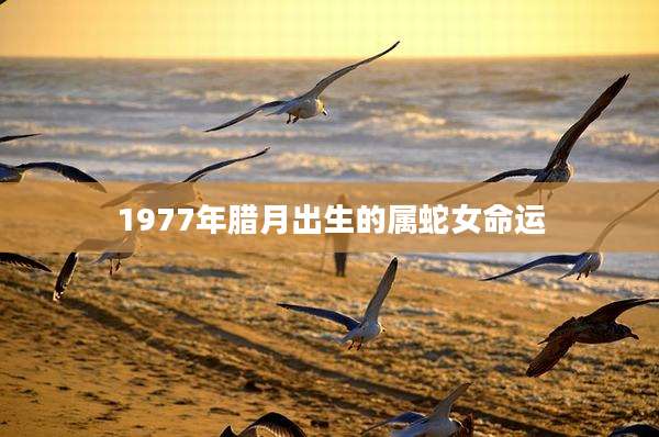 1977年腊月出生的属蛇女命运