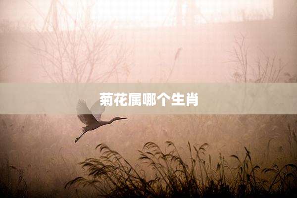 菊花属哪个生肖