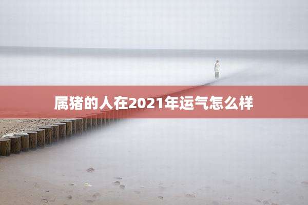 属猪的人在2021年运气怎么样