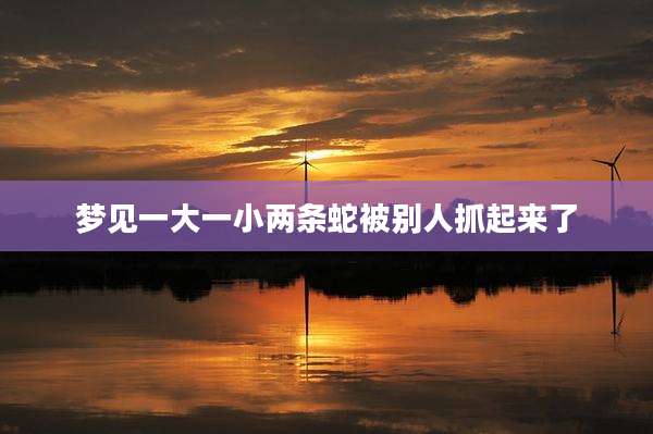 梦见一大一小两条蛇被别人抓起来了