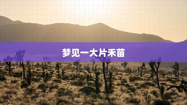 梦见一大片禾苗
