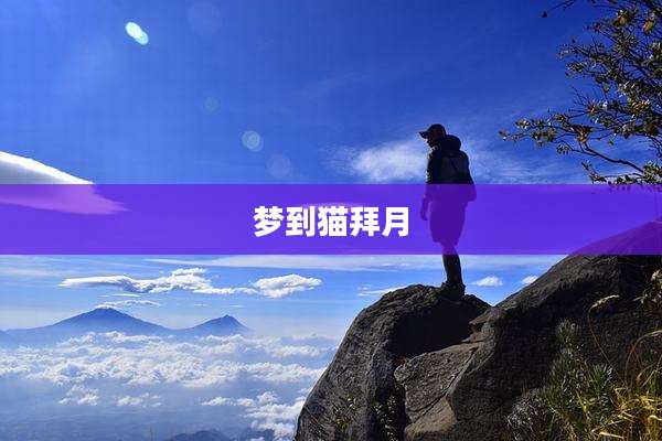 梦到猫拜月
